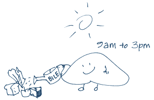 Your Liver makes more bile during the day